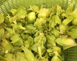 早春の味と香り「ふきのとう」