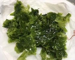 ワカメ好き好きぴチぴチ